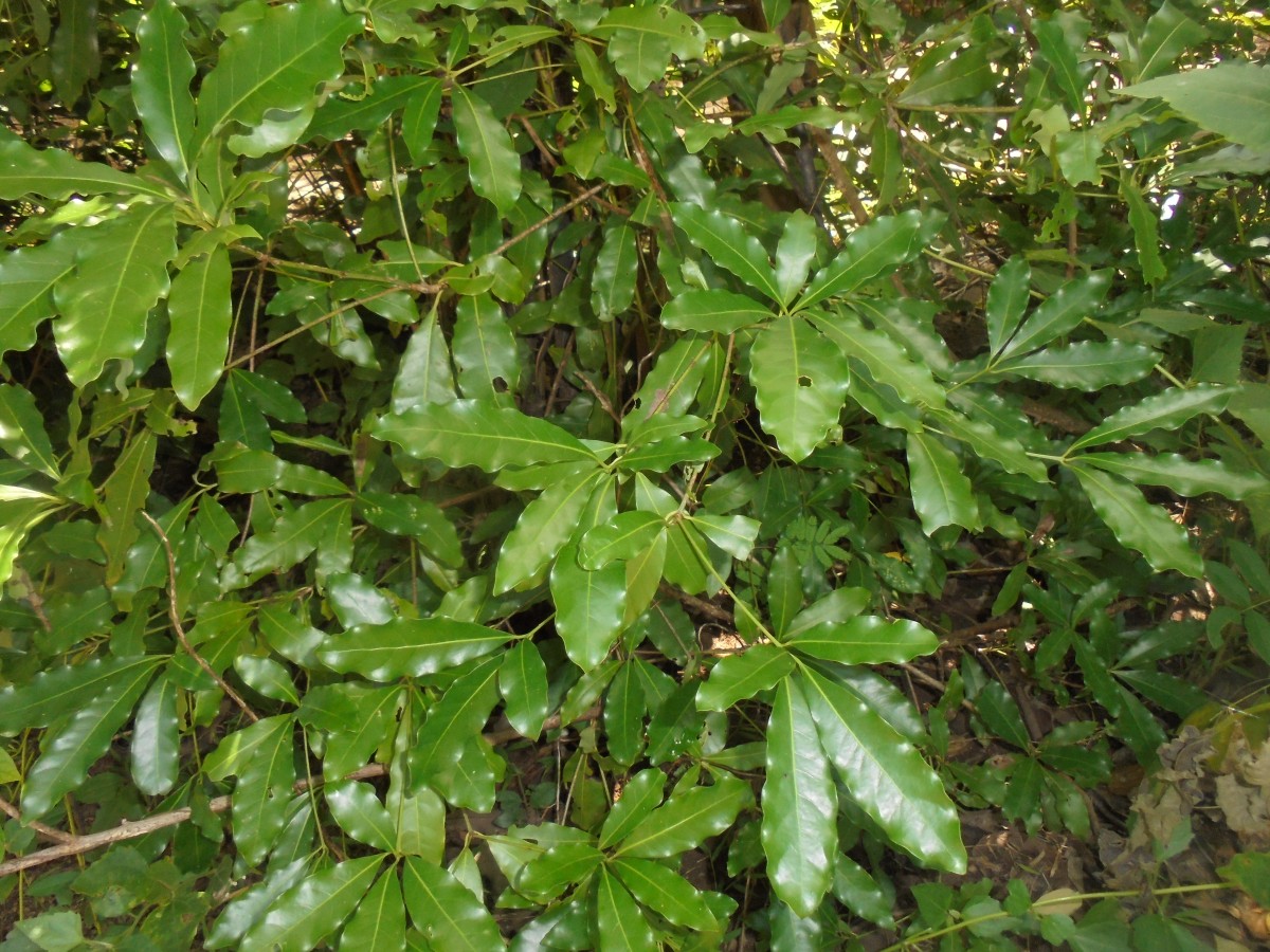 Alseodaphne semecarpifolia Nees